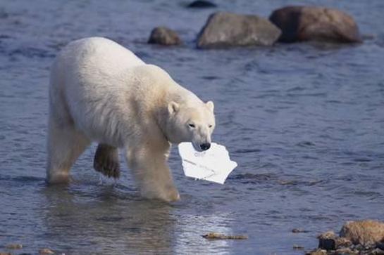 Polar Bear carrying styrofoam in mouth